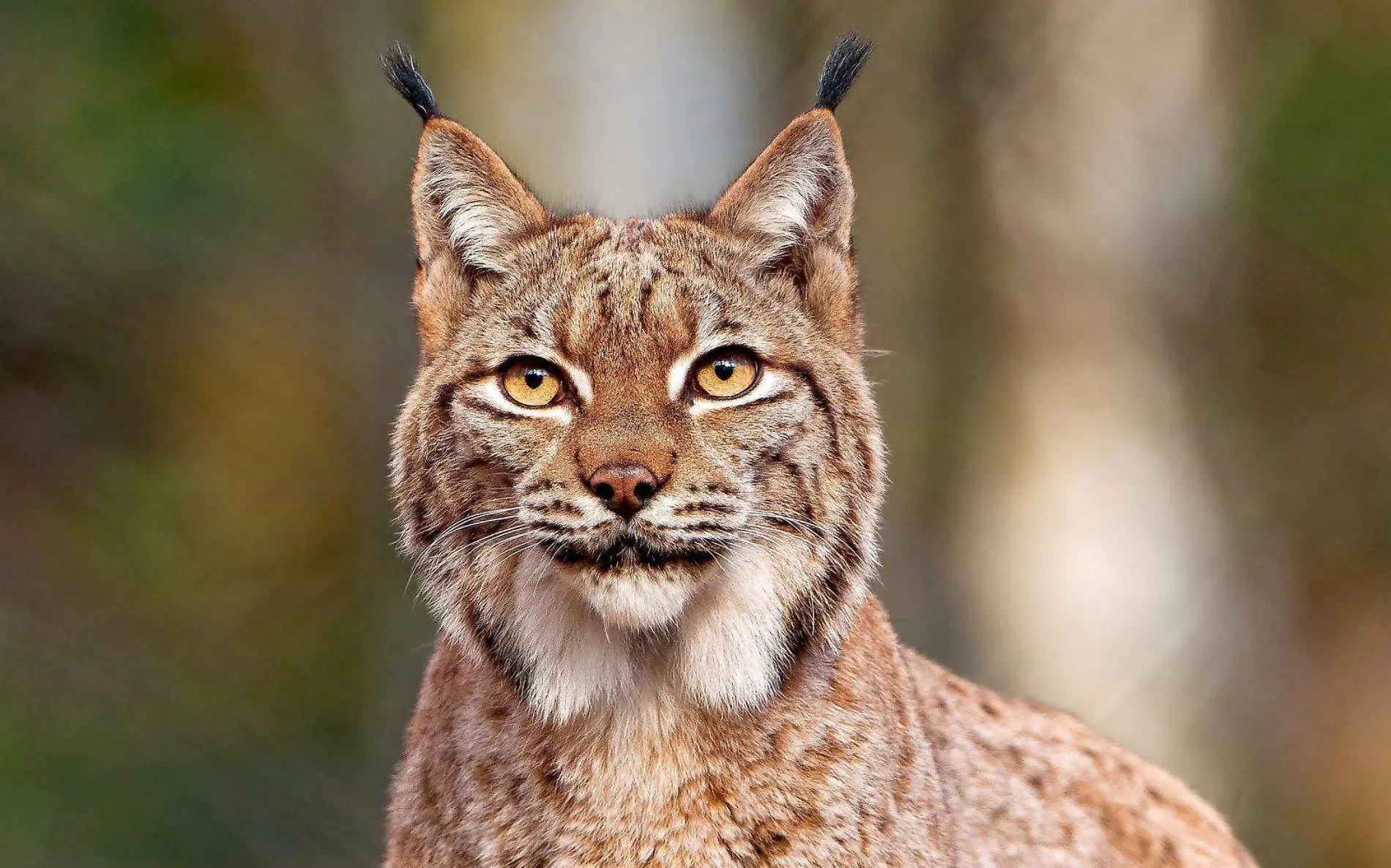 Lince Rojo Cortesía Zoológico de Guadalajara